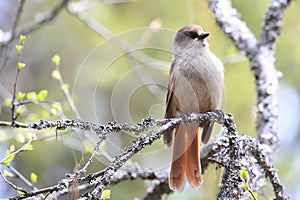 Siberian jay Sweden