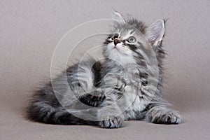 Siberian kitten