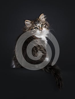 Siberian kitten on black background