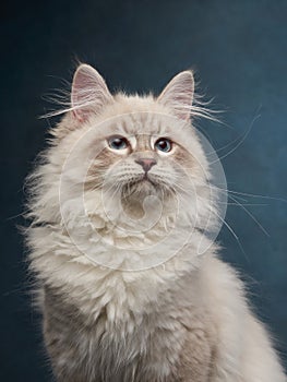 Siberian kitten on a blue background. Cat studio photo for advertising.
