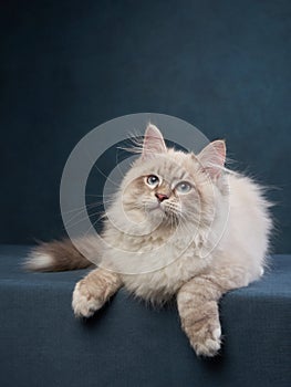 Siberian kitten on a blue background. Cat studio photo for advertising. Happy pet