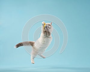 Siberian kitten on a blue background. Cat studio photo for advertising. Happy pet