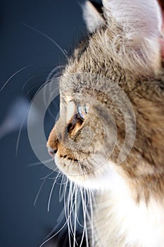 Siberian kitten looking out the window