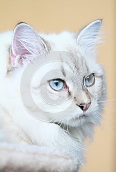 Siberian kitten, neva masquerade version