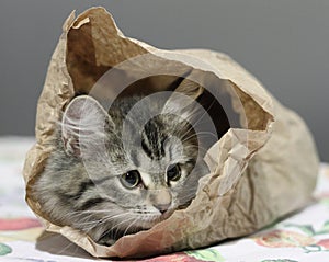 Siberian kitten in a paper bag photo