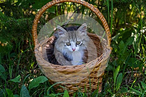 Siberian kitten portrait in the basket