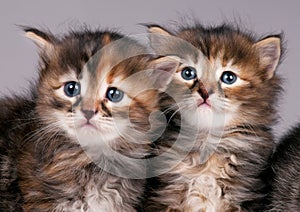 Siberian kittens