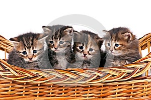 Siberian kittens