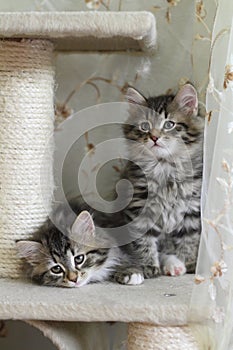 Siberian kittens photo