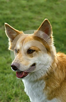 Siberian Laika Dog, a Breed from Russia, Portrait of Adult