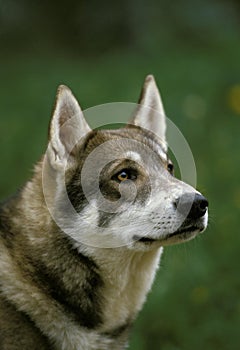 Siberian Laika Dog, a Breed from Russia, Portrait of Adult