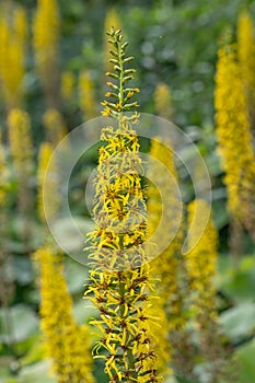 Siberian Ligularia sibirica, spikes of yellow flowers