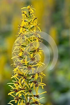 Siberian Ligularia sibirica, yellow flowers