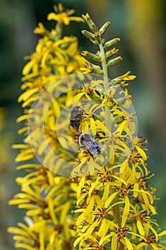 Siberian Ligularia sibirica, yellow flowers with bumble bees