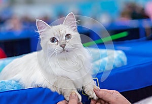 Siberian longhair cat with blue eyes. Kitten breed Neva Masquerade