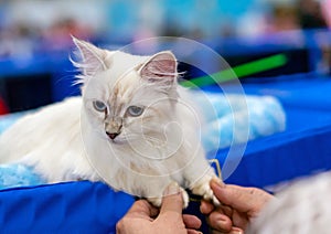 Siberian longhair cat with blue eyes. Kitten breed Neva Masquerade