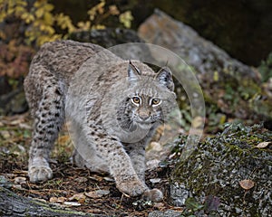 Siberian Lynx Adult Nika Triple D October 2019