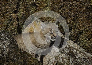 Siberian Lynx Kitten on Rock
