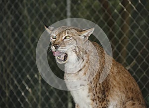 Siberian Lynx - Thousand Mile Stare