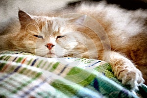 Pet. Cat. Afternoon nap for this lazy Siberian cat.