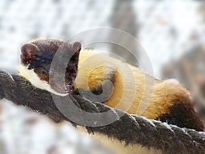 Siberian marten