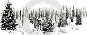 Siberian moose in winter forest.