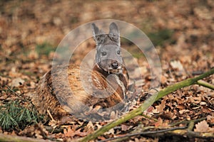 Siberian musk deer photo