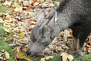 Siberian musk deer eating leaves photo