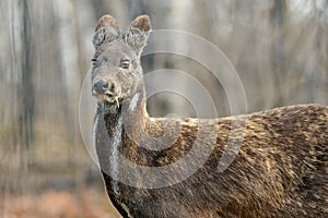 Siberian musk deer hoofed animal rare pair