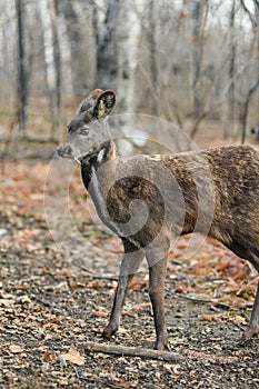 Siberian musk deer hoofed animal rare pair