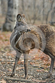 Siberian musk deer hoofed animal rare pair