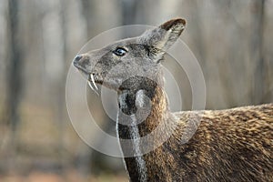 Siberian musk deer hoofed animal rare pair