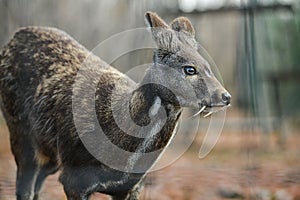 Siberian musk deer hoofed animal rare pair