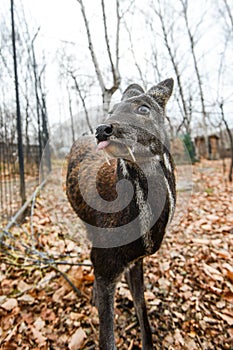 Siberian musk deer, a rare pair hoofed animal with fangs