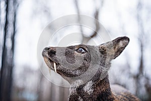 Siberian musk deer, a rare pair hoofed animal with fangs