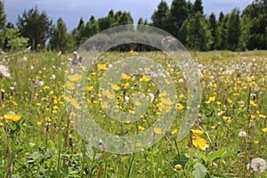 Siberian nature in summer green meadow with grass and flowers in the forest