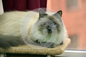 Siberian neva masquerade cat