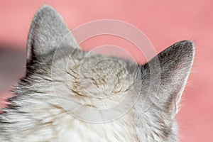 Siberian Neva Masquerade cat head with ears and copy space