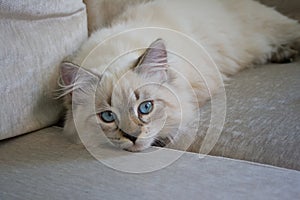 Siberian (Neva Masquerade) kitten 5 months old, with blue eyes