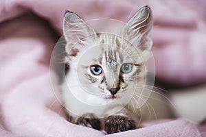 SIberian Neva Masquerade kitten with beautiful blue eyes. Closeup portrait of cute kitten with gray hair