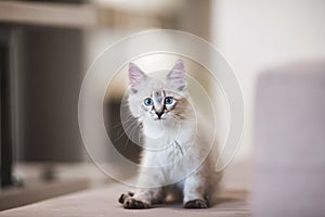 SIberian Neva Masquerade kitten with beautiful blue eyes sitting indoors. Closeup portrait of cute kitten with gray hair