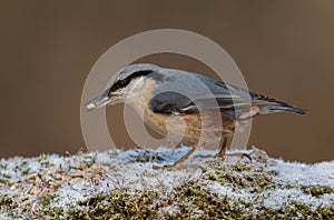 Siberian Nuthatch photo