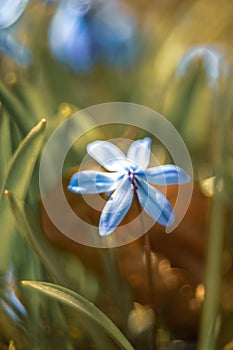 Siberian onion, early spring flower.