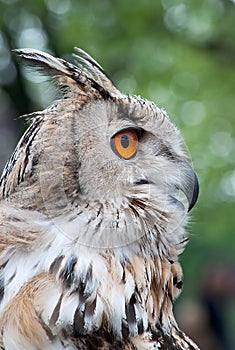 Siberian Owl-1