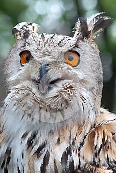 Siberian Owl