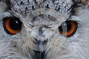 Siberian owl eyes in zoo