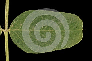 Siberian Pea-Tree (Caragana arborescens). Leaflet Closeup photo