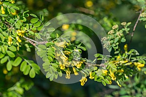 Siberian peashrub, Caragana arborescens yellow flowers selective focus