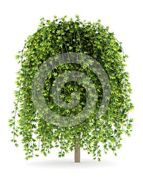 Siberian peashrub isolated on white