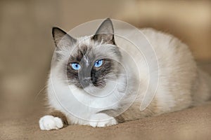 Siberian pedigree cat with blue eyes